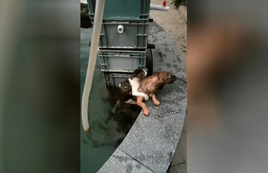 Щенок спас упавшего в фонтан кота и растрогал до слез пользователей Сети