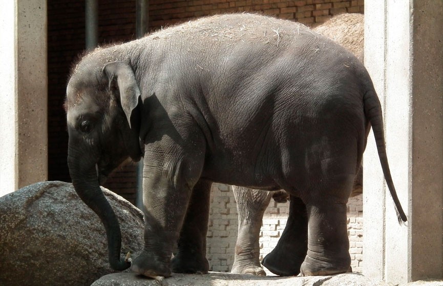 Американская слониха будет судиться с зоопарком