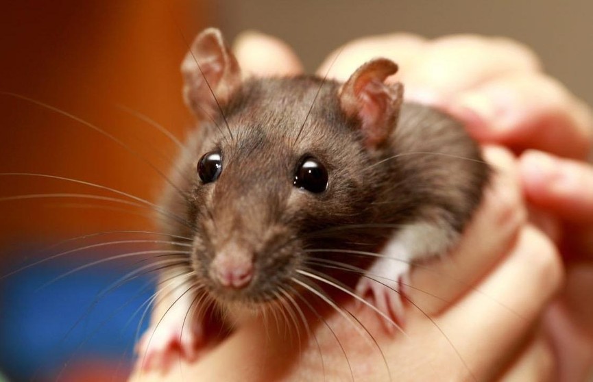 Женщина умерла от укуса любимой крысы