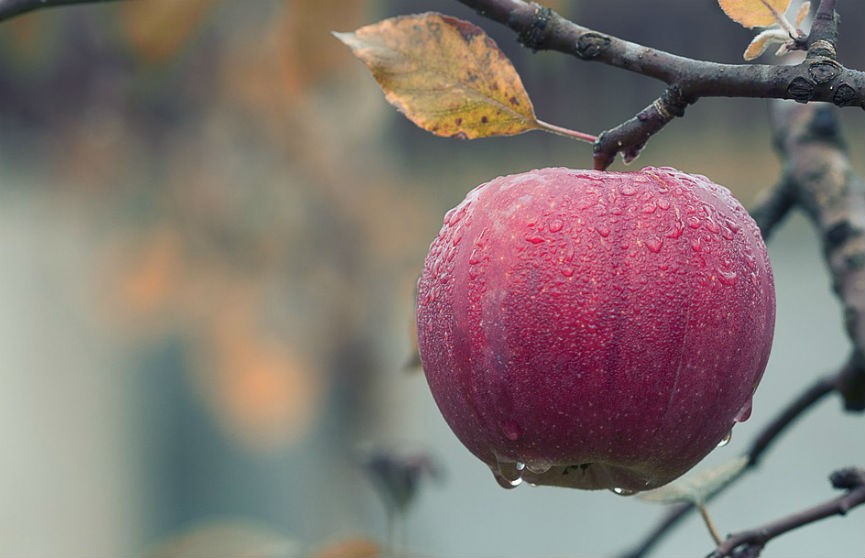 Фото необычного яблока удивило пользователей Сети