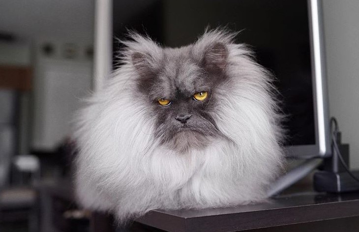Это должен увидеть каждый: хмурый кот стал звездой Instagram (ФОТО и ВИДЕО)