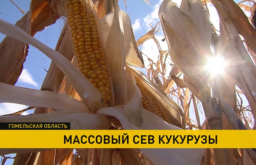 В Гомельской области приступили к севу кукурузы. Почему эта культура – стратегическая?