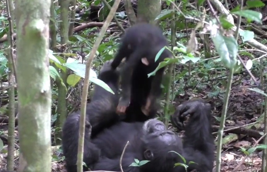 ​Мама-шимпанзе играет с детёнышем в «самолётик»