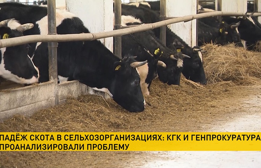 КГК и Генпрокуратура изучают проблему падежа скота в сельхозорганизациях
