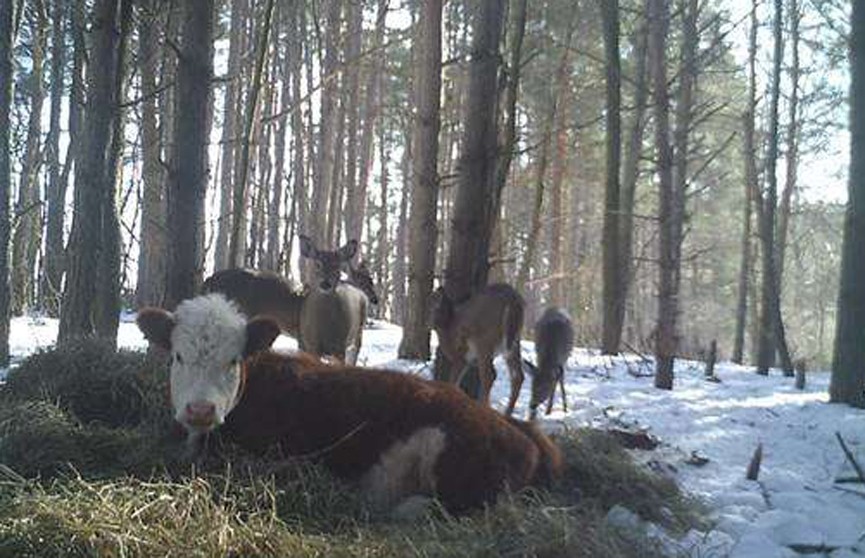 ​Корова прожила восемь месяцев в лесу со стадом оленей