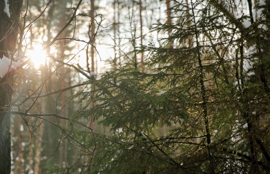 В Беларуси вводят ограничения на посещение лесов в 23 районах
