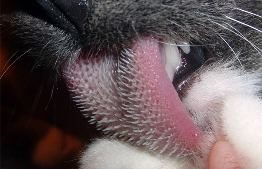 Учёные: бугорки на кошачьем языке обладают сложной структурой