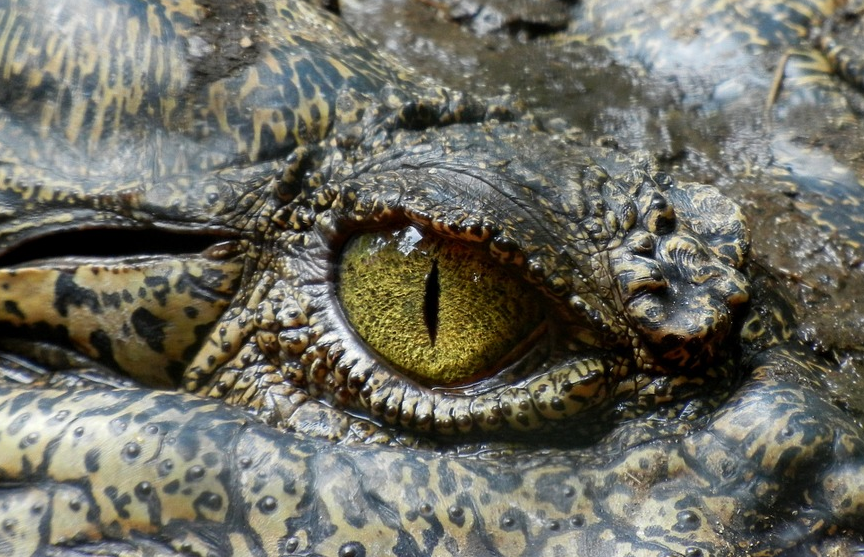 Четырехметрового крокодила-людоеда поймали после нападения на рыбака