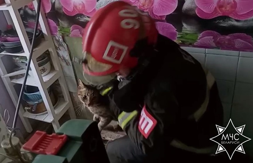 В Минском районе спасли кота, который неделю провел под полом дома