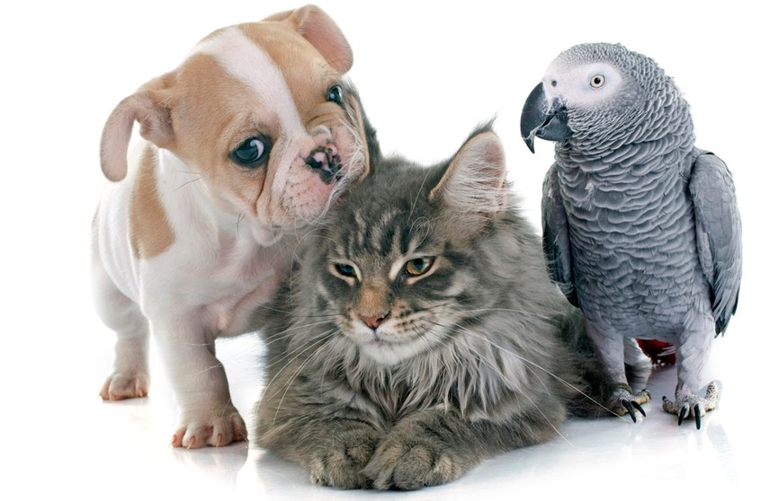 Посмотрите, как попугай испытывает терпение кота и собаки – бегает за ними и клюет!  Но пернатому везет! (ВИДЕО)