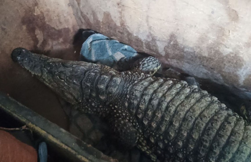 Россиянин пытался вывезти в Казахстан двухметрового крокодила