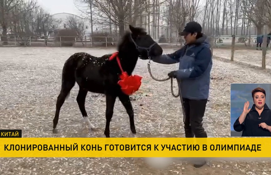В Китае клонированный конь готовится к участию в Олимпиаде
