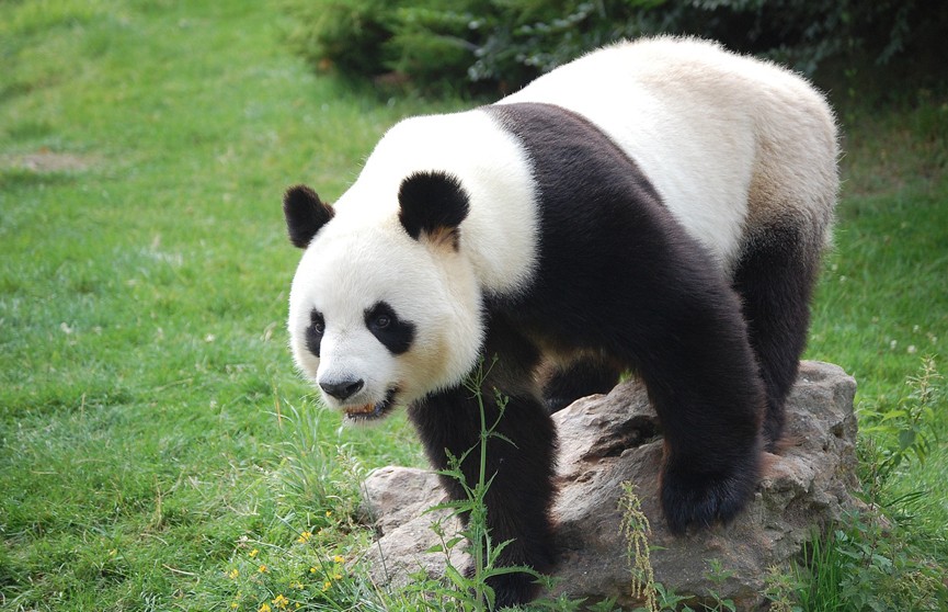 В Московском зоопарке закрыли павильон с большими пандами
