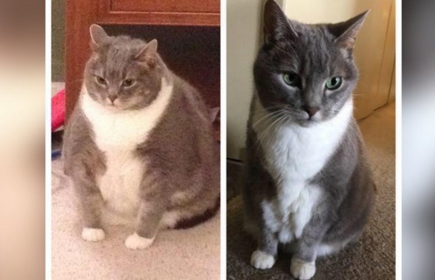 Очень толстый кот похудел и стал звездой Интернета