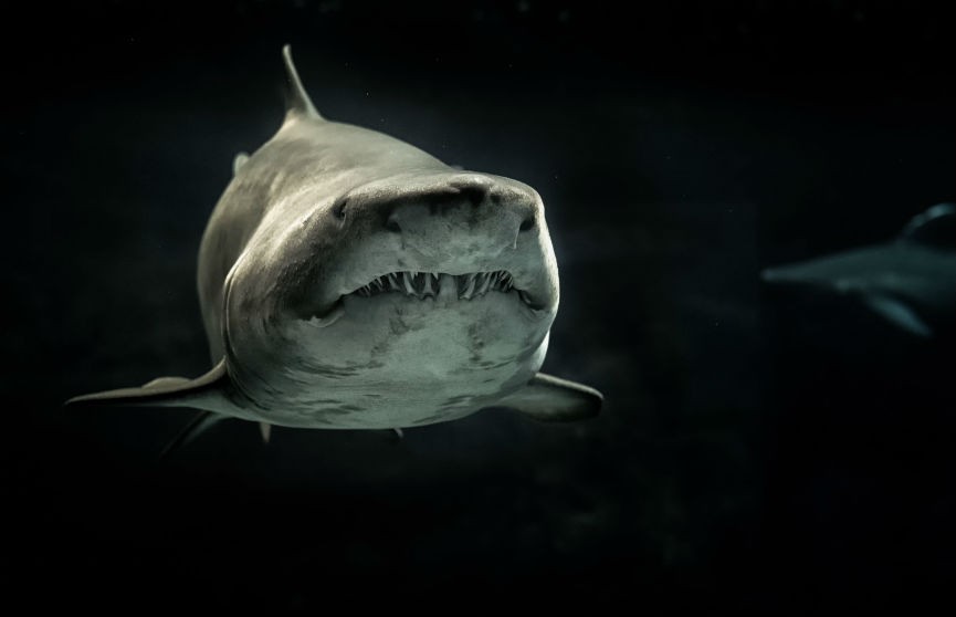 Видео о том, как стая тунцов чешется об акулу-людоеда, поразило сеть