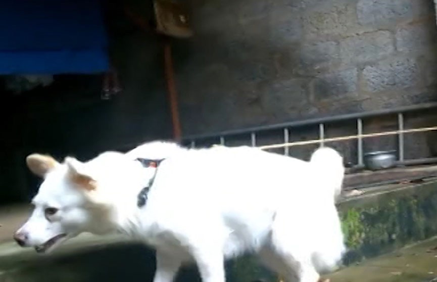 ​Жительница Словакии мстила соседям за лай собаки с помощью оперы Верди