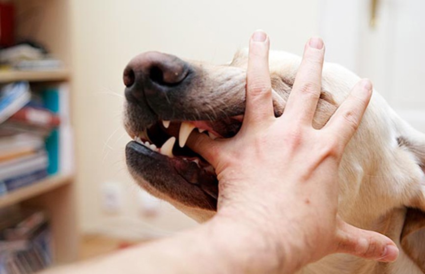 В США мужчина подхватил инфекцию от собственной собаки: ему ампутировали руки и ноги