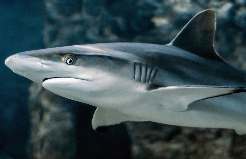 В США обнаружили акул-наркоманов