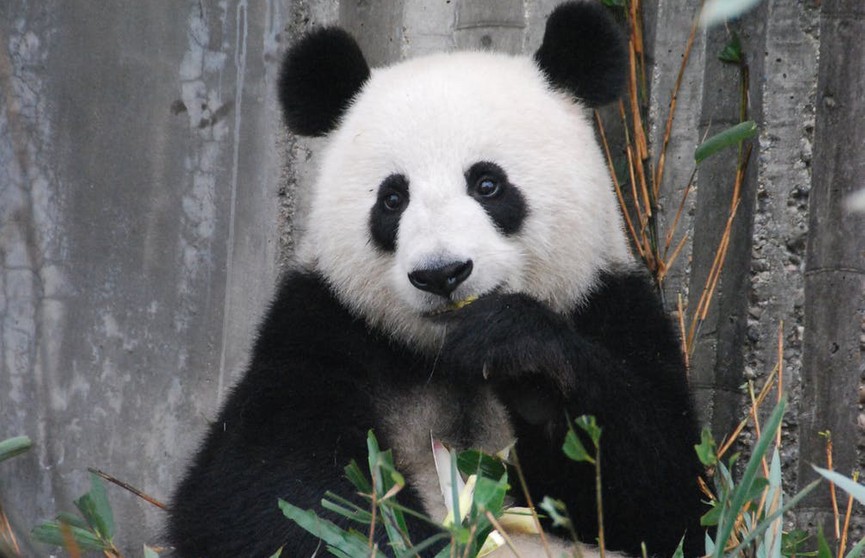 В Китае заявили, что панды больше не находятся под угрозой исчезновения