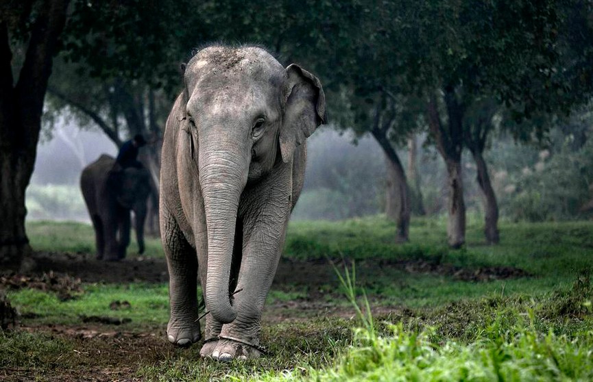 Житель Индии завещал свою землю двум слонам, чем возмутил своих родственников