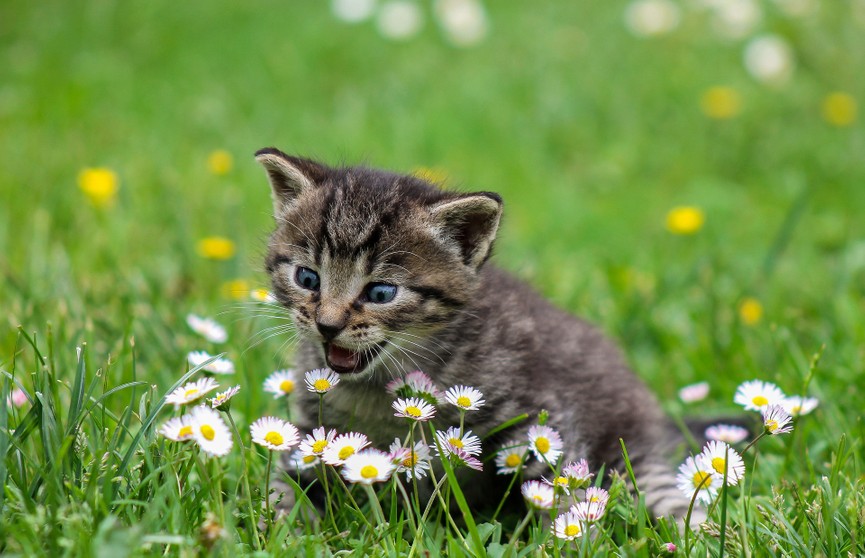 Кошка с громким голосом никогда не заблудится в траве (ВИДЕО)