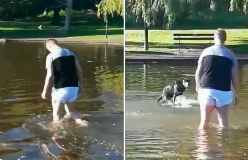 В Сети стало популярным видео с псом, наотрез отказывающимся вылезать из пруда