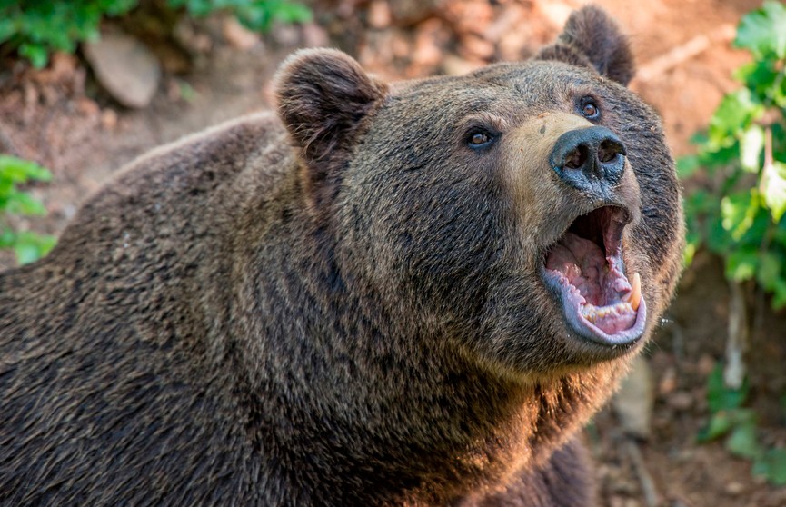 В США медведь уволок в лес тело водителя автомобиля после аварии