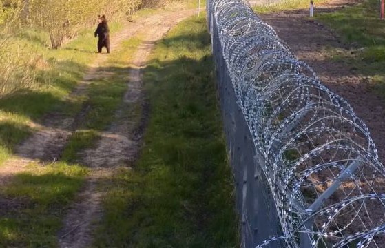 Мохнатый «пограничник» был замечен на границе Беларуси и Литвы