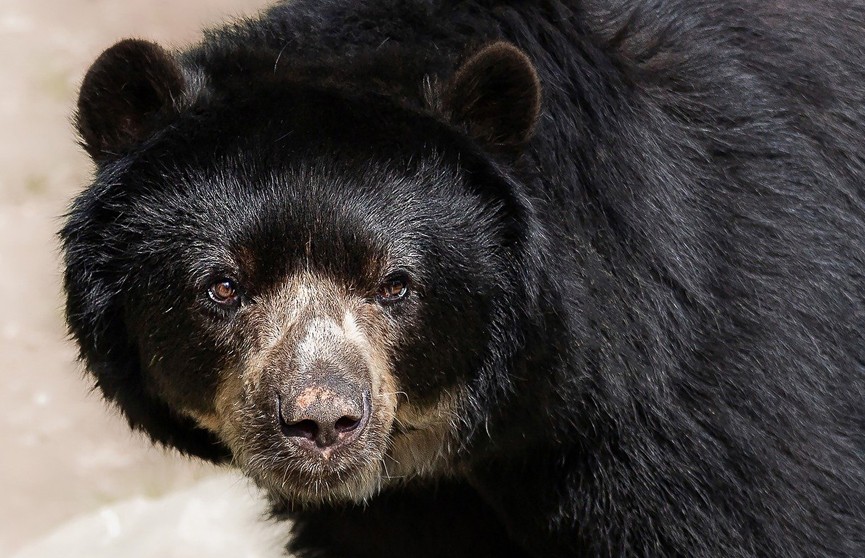 В США медведь ворвался в дом пенсионерки и съел ее
