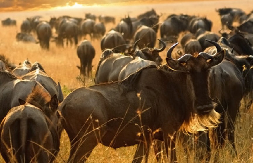 Путешественник смог снять на видео гигантское стадо антилоп