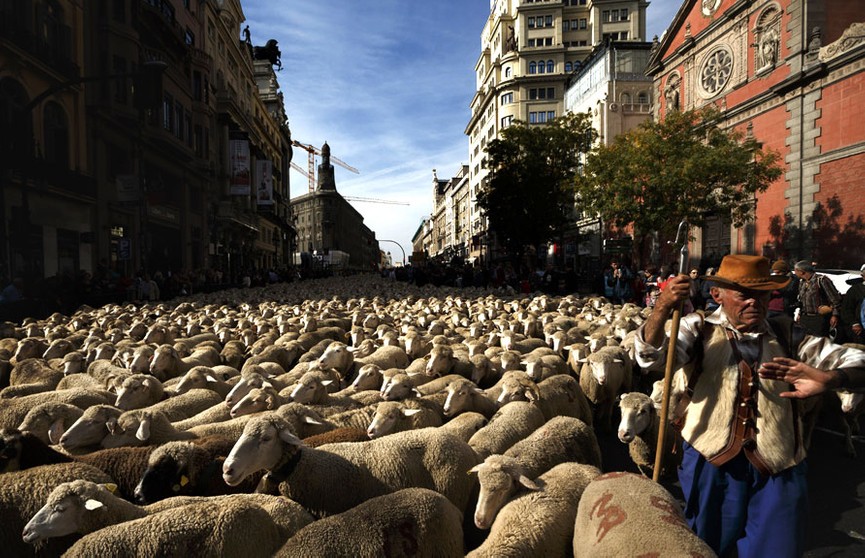 Две тысячи овец и коз прошлись по Мадриду (ВИДЕО)