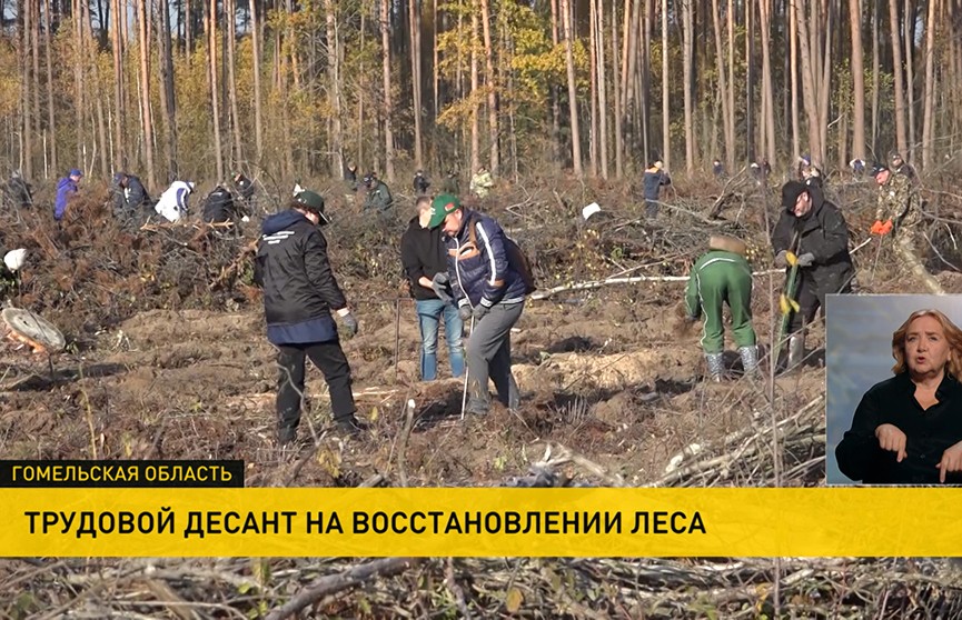 В Жлобинском районе высадили более 4 гектаров леса в рамках акции «Дай лесу новае жыццё!»