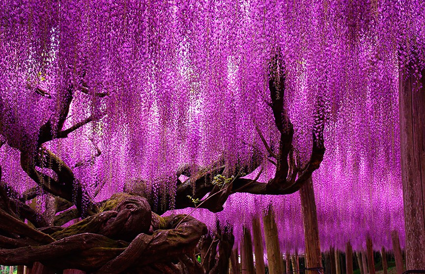Невероятной красоты «дерево» вот уже 150 лет радует жителей Японии