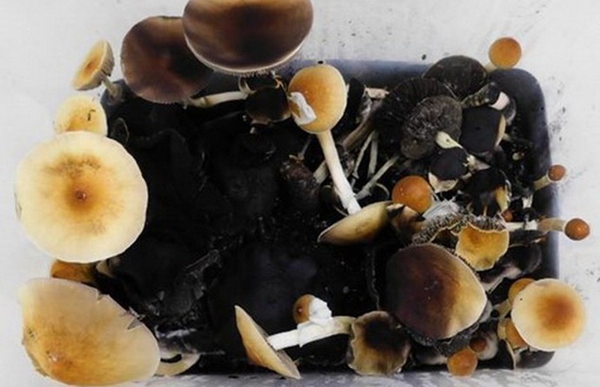 Минчанин дома выращивал грибы, из которых готовил психотропы для наркомаркета