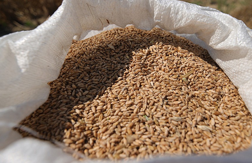 Беларусь вводит временное лицензирование вывоза зерновых