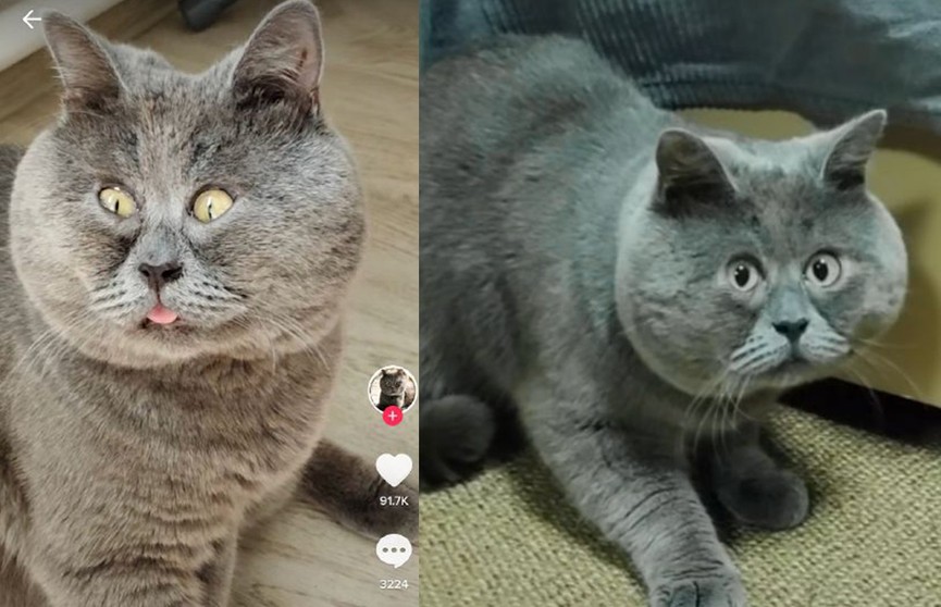 Кот с особенностями покорил своей внешностью соцсети и стал звездой TikTok