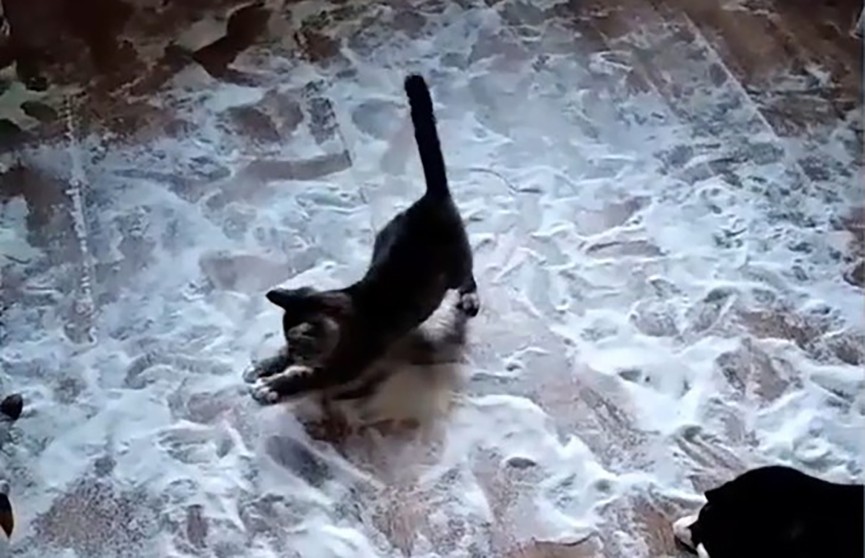 Коты рассыпали по полу сахар и играли с ним! Пользователей Сети удивила терпеливая хозяйка! (ВИДЕО)