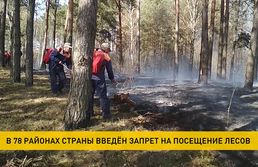 Запрет на посещение лесов ввели в 78 районах Беларуси