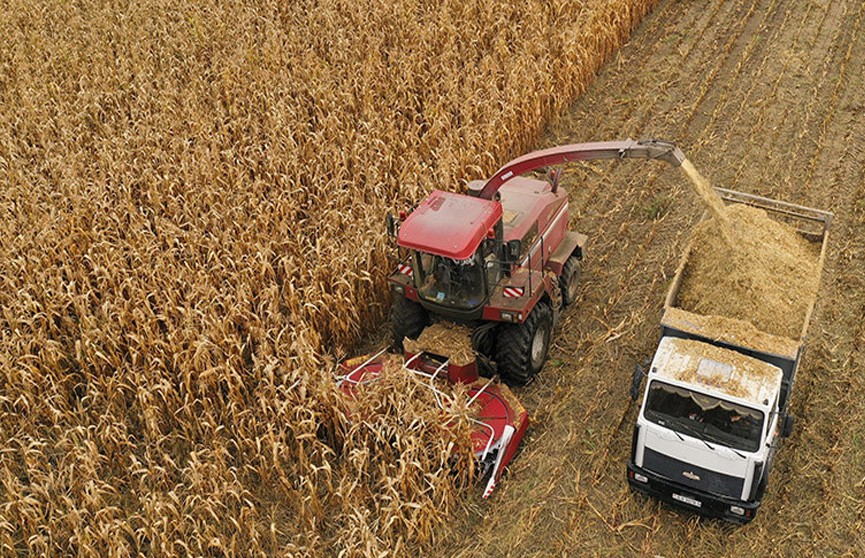 Важный рубеж преодолели белорусские аграрии – 8 миллионов тонн зерна
