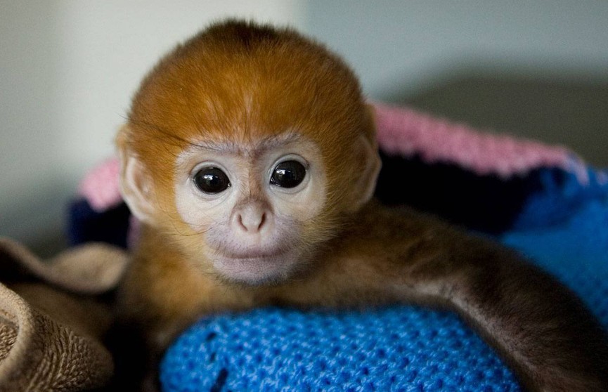 В австралийском зоопарке родилась редчайшая обезьяна