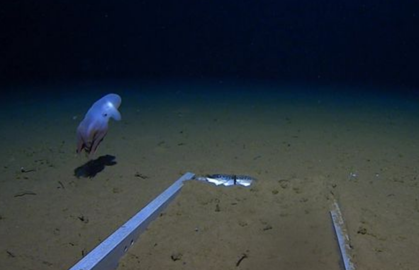 Осьминога Дамбо сняли на рекордной глубине 7 км