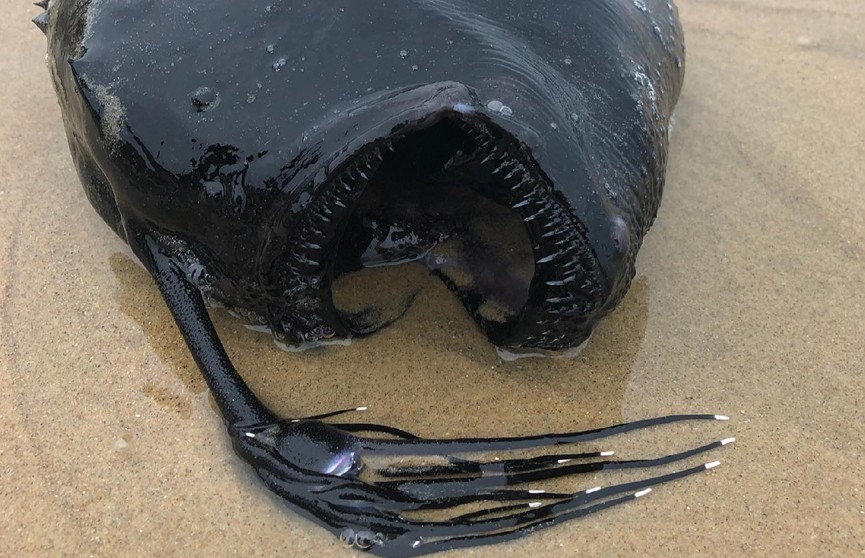 Глубоководного монстра нашли на пляже в США (Фото)