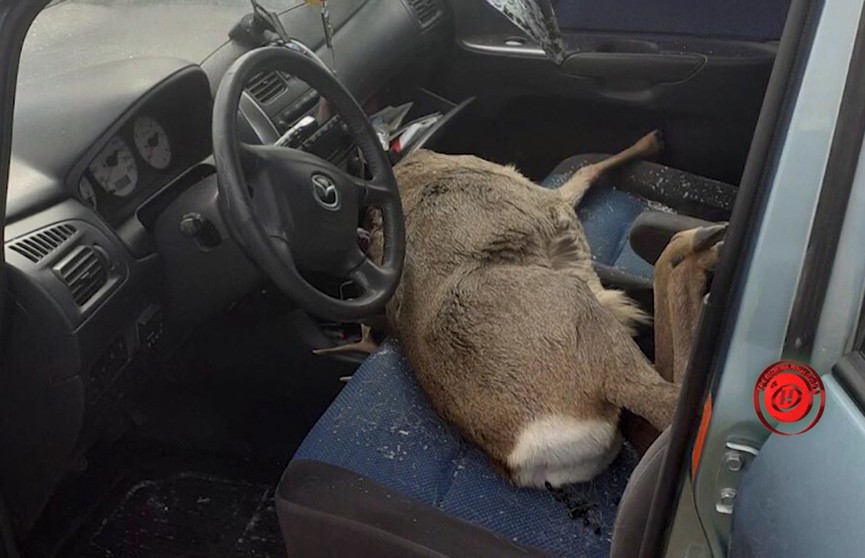 ДТП с участием косули:  удар автомобиля для животного оказался смертельным
