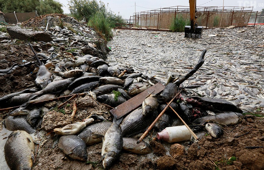 В Ираке по загадочной причине массово гибнет рыба