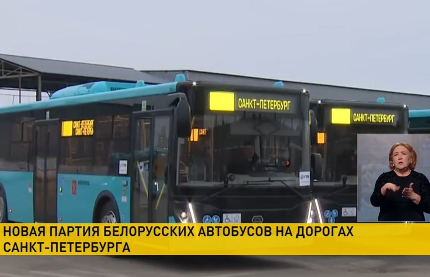 На дороги Санкт-Петербурга вышла новая партия белорусских автобусов