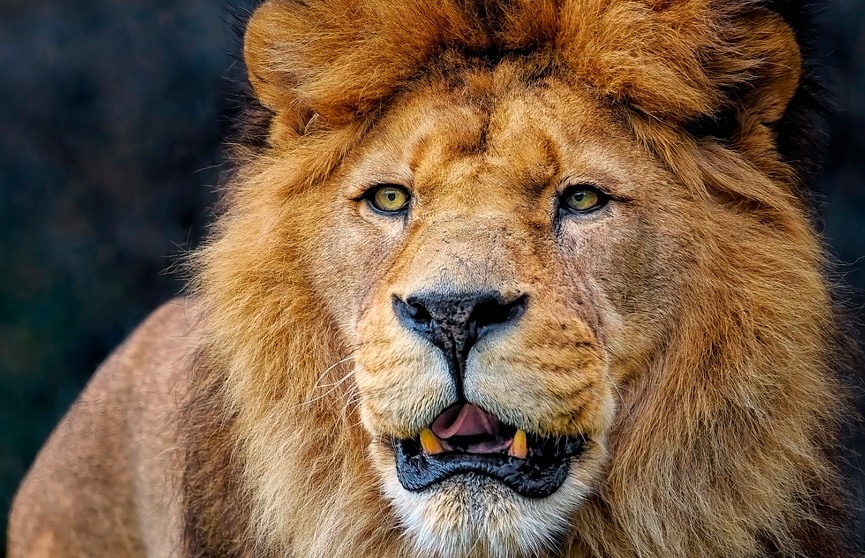 В Италии ловили сбежавшего из цирка льва