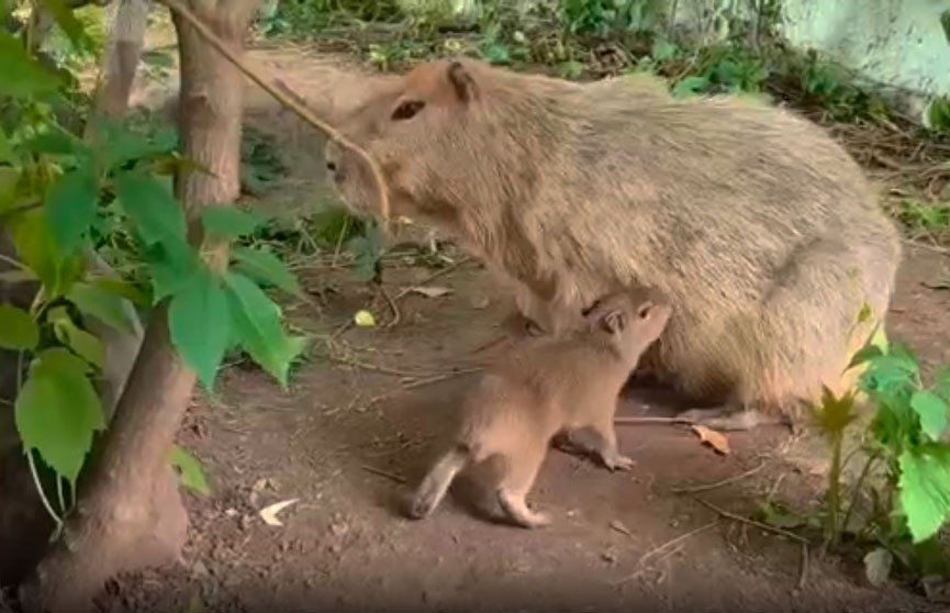 Московский зоопарк впервые показал детенышей капибары (ВИДЕО)