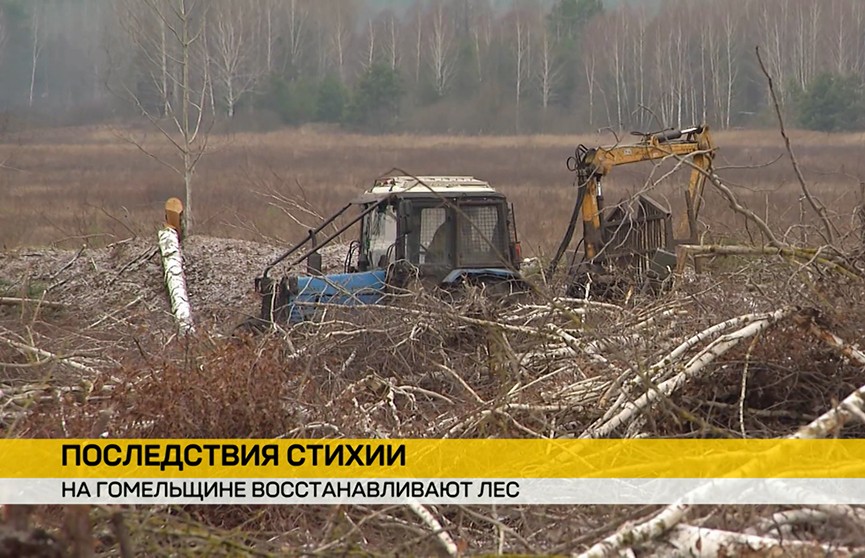 В Гомельской и Могилевской областях все еще устраняют последствия июльского урагана