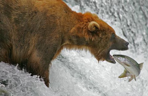 Медведь зашел на рыбный завод и распугал сотрудников (ВИДЕО)
