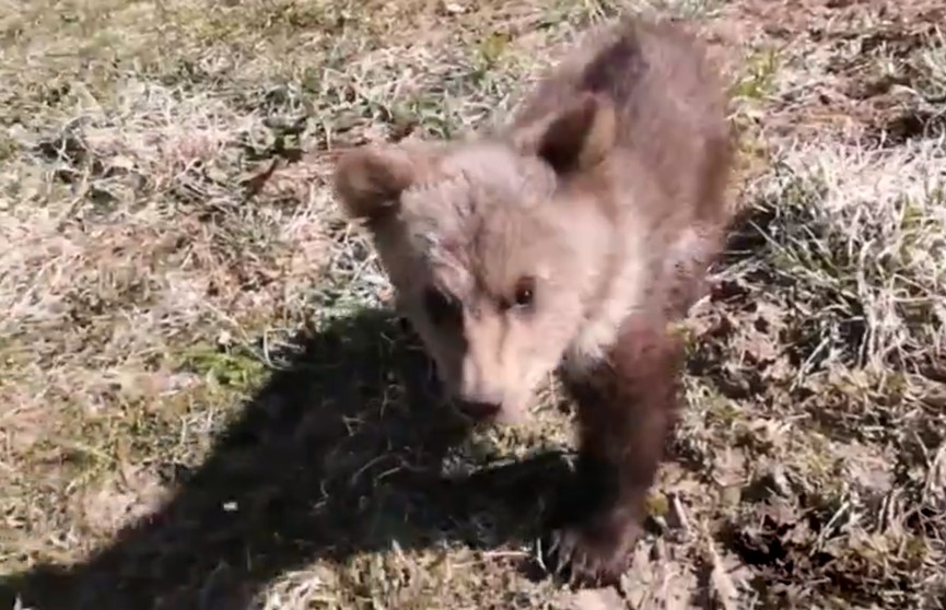В национальном парке «Браславские озера» появился трехмесячный медвежонок Вася